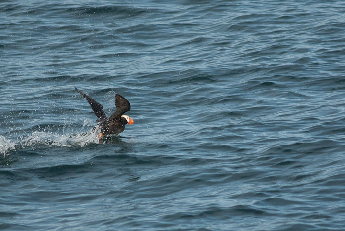 Puffin skimming the water