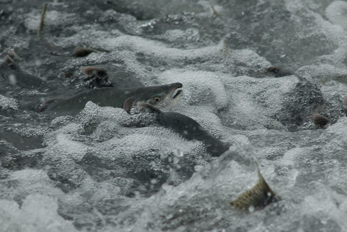 Salmon Swimming Upstream to Spawn