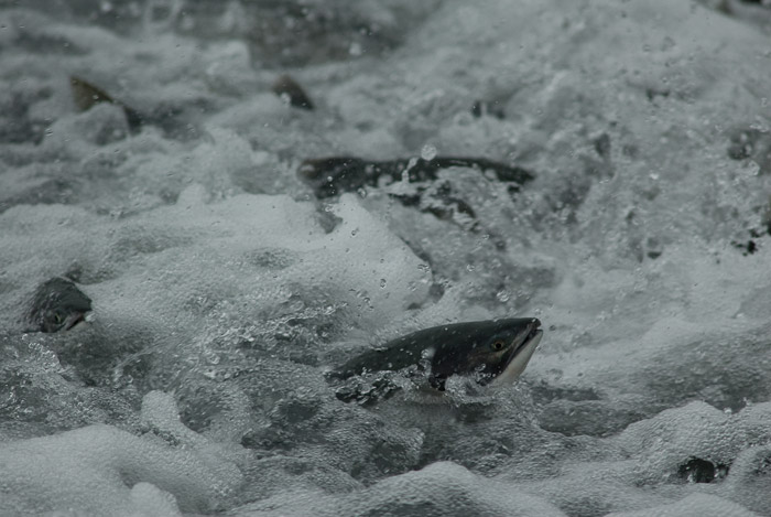 Salmon Swimming Upstream to Spawn