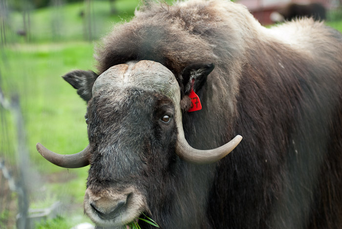 Musk Ox Farm