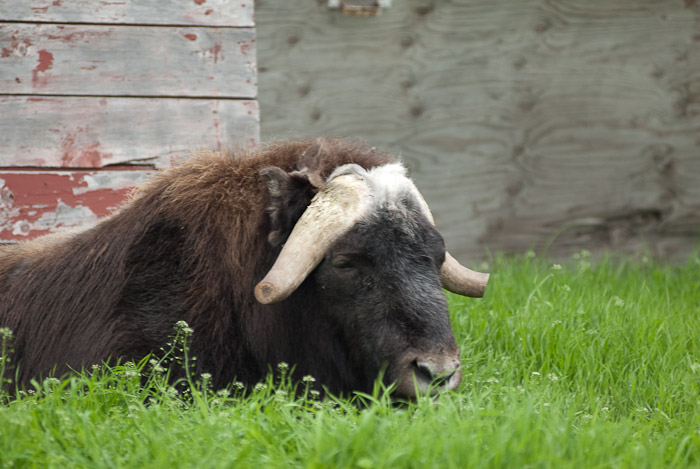 Musk Ox Farm