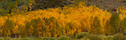 Fall Colors in the Eastern Sierra