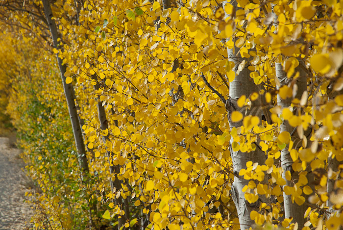 Fall Colors in the Eastern Sierra