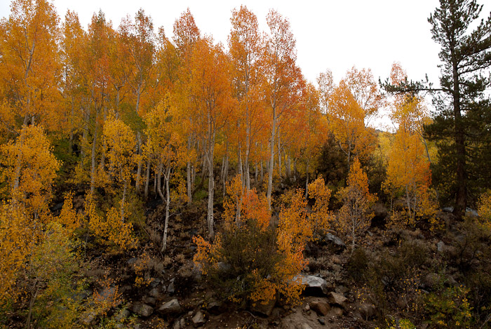 Fall Colors in the Eastern Sierra