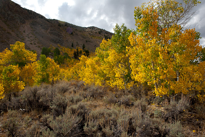 Fall Colors in the Eastern Sierra