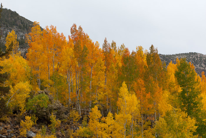 Fall Colors in the Eastern Sierra