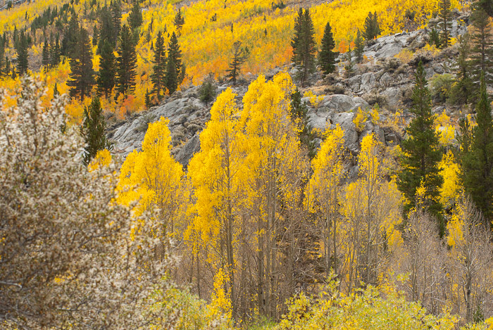 Fall Colors in the Eastern Sierra