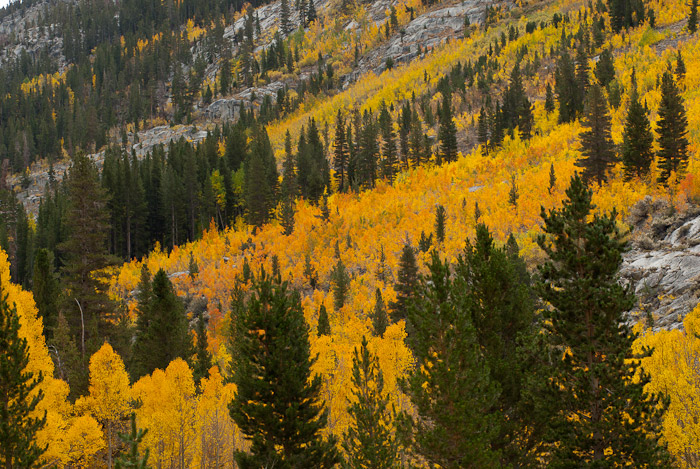 Fall Colors in the Eastern Sierra