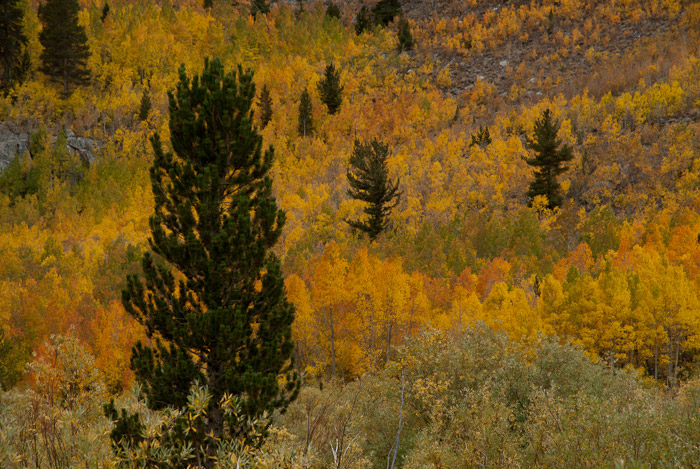 Fall Colors in the Eastern Sierra