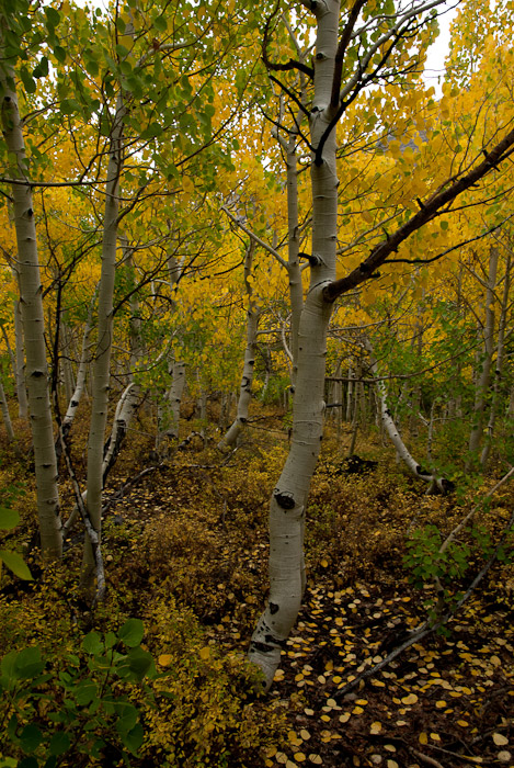 Fall Colors in the Eastern Sierra