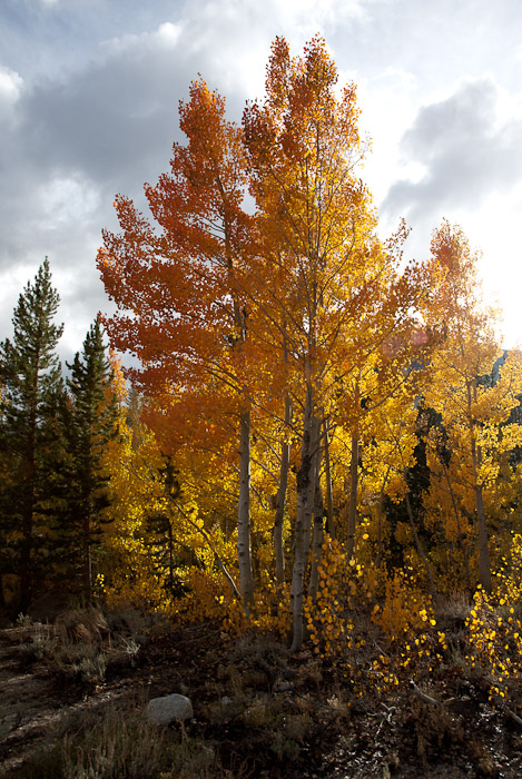 Fall Colors in the Eastern Sierra