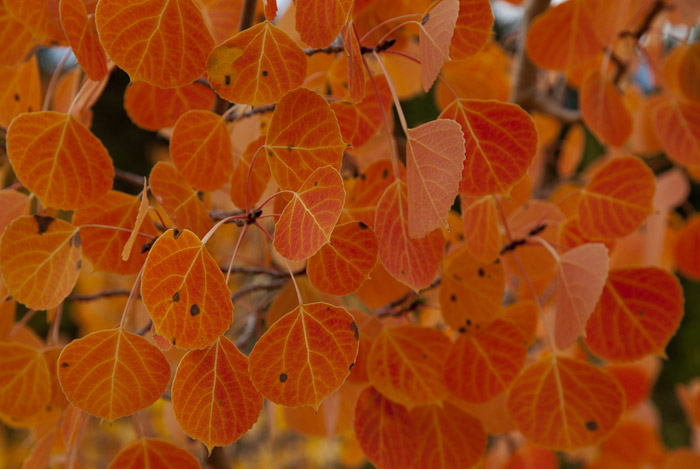 Fall Colors in the Eastern Sierra