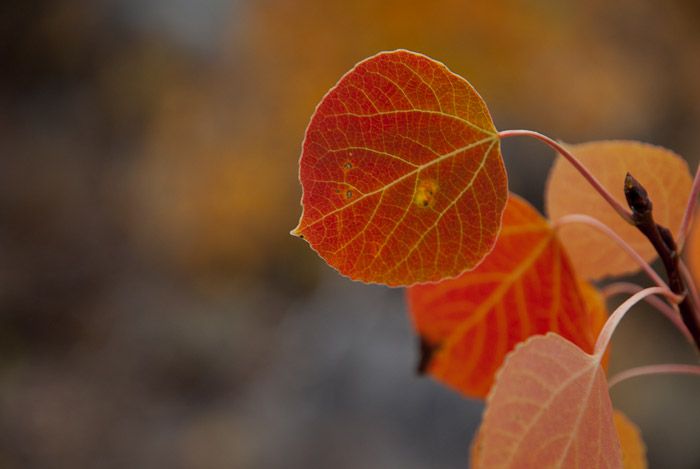 Fall Colors in the Eastern Sierra