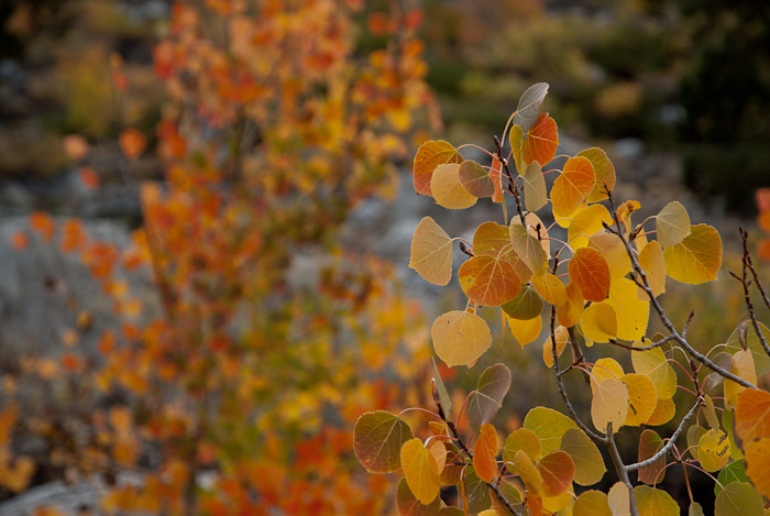 Fall Colors in the Eastern Sierra