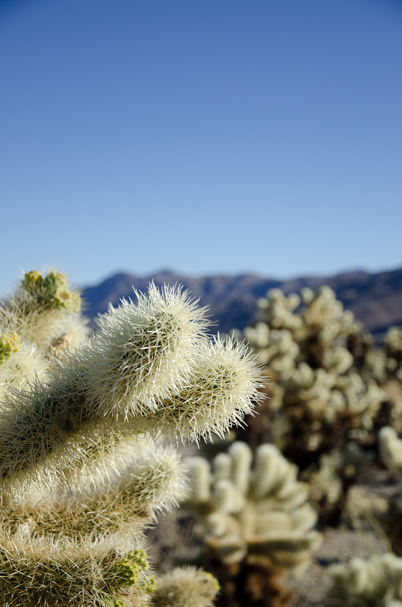 Cholla Cactus Garden