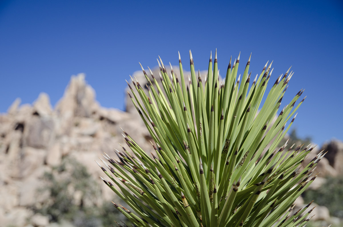 Cactus in Hidden Valley
