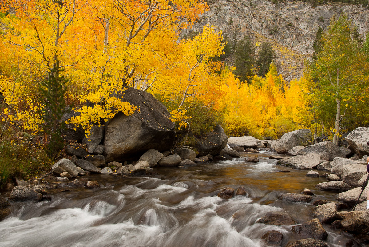 Fall Colors on Bishop Creek, North Fork