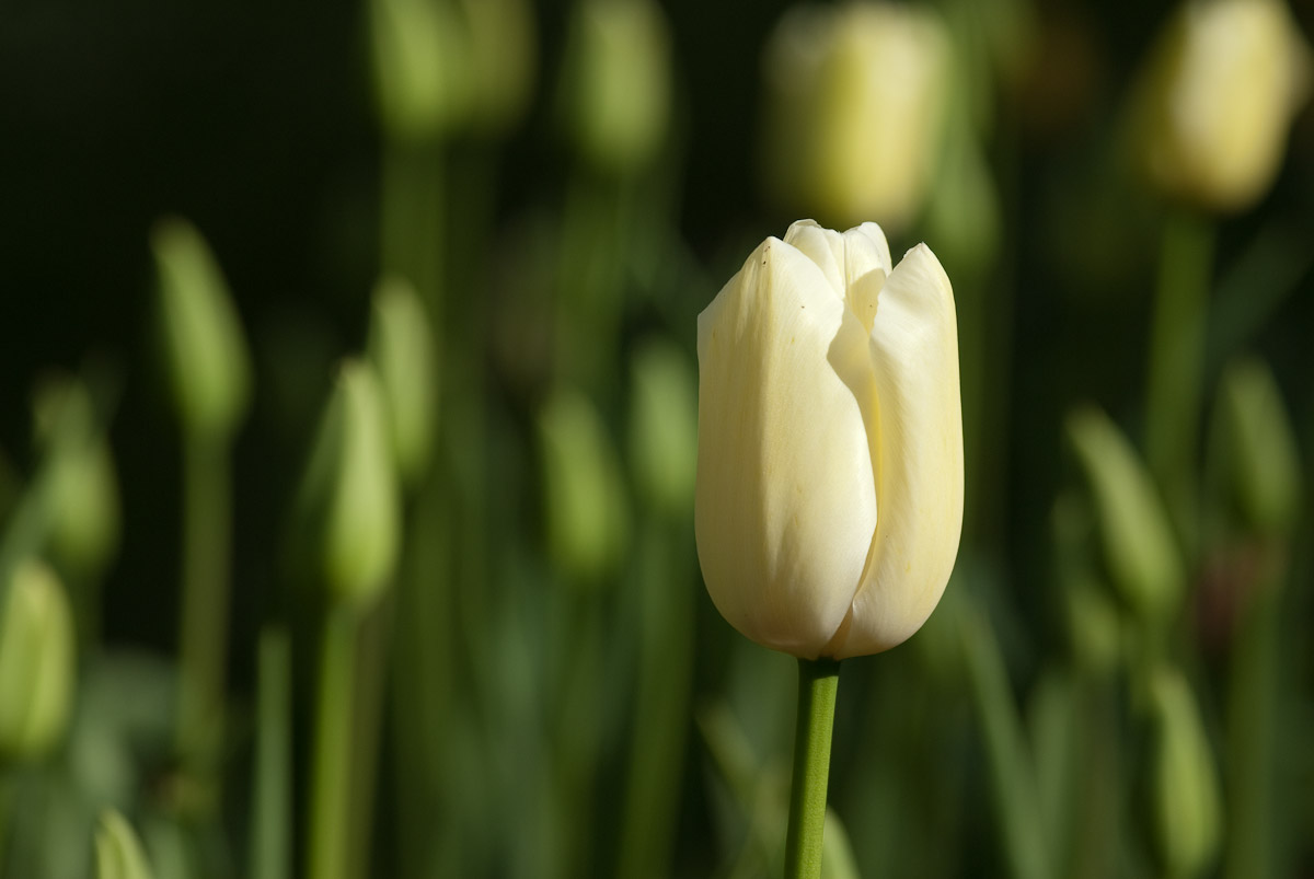 White Tulip, Queen Wilhelmina Tulip Garden