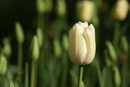 White Tulip