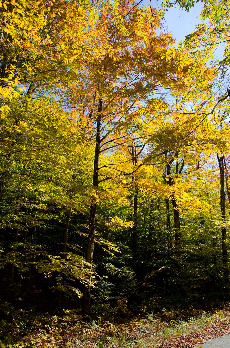 Trees Turning Yellow