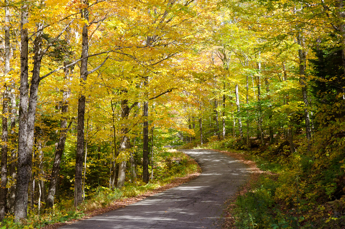 Road through the turning trees