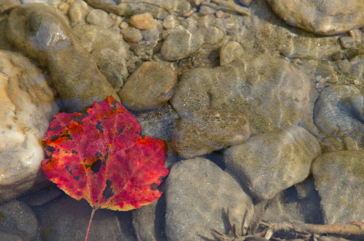 Leaf In Stream