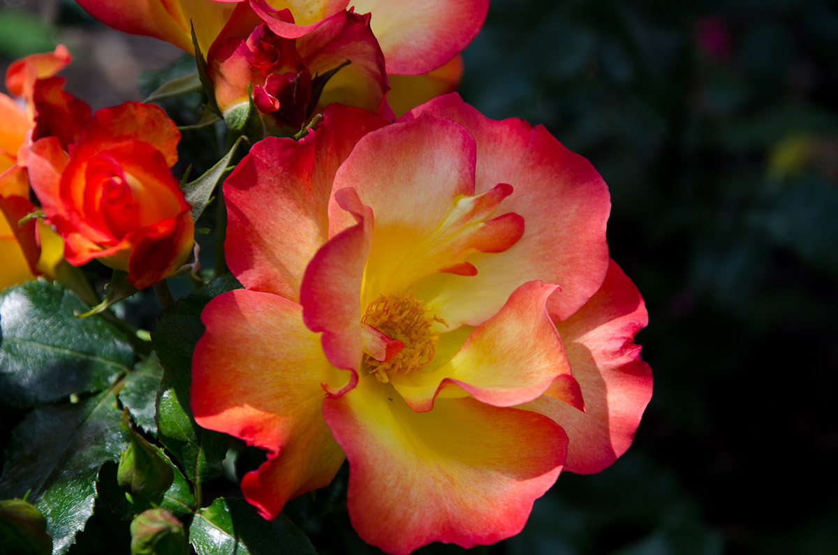Roses, Butchart Gardens