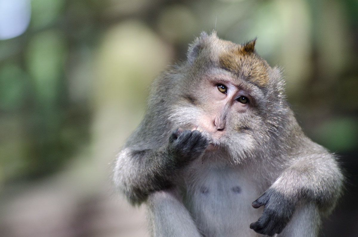Curious Macaque