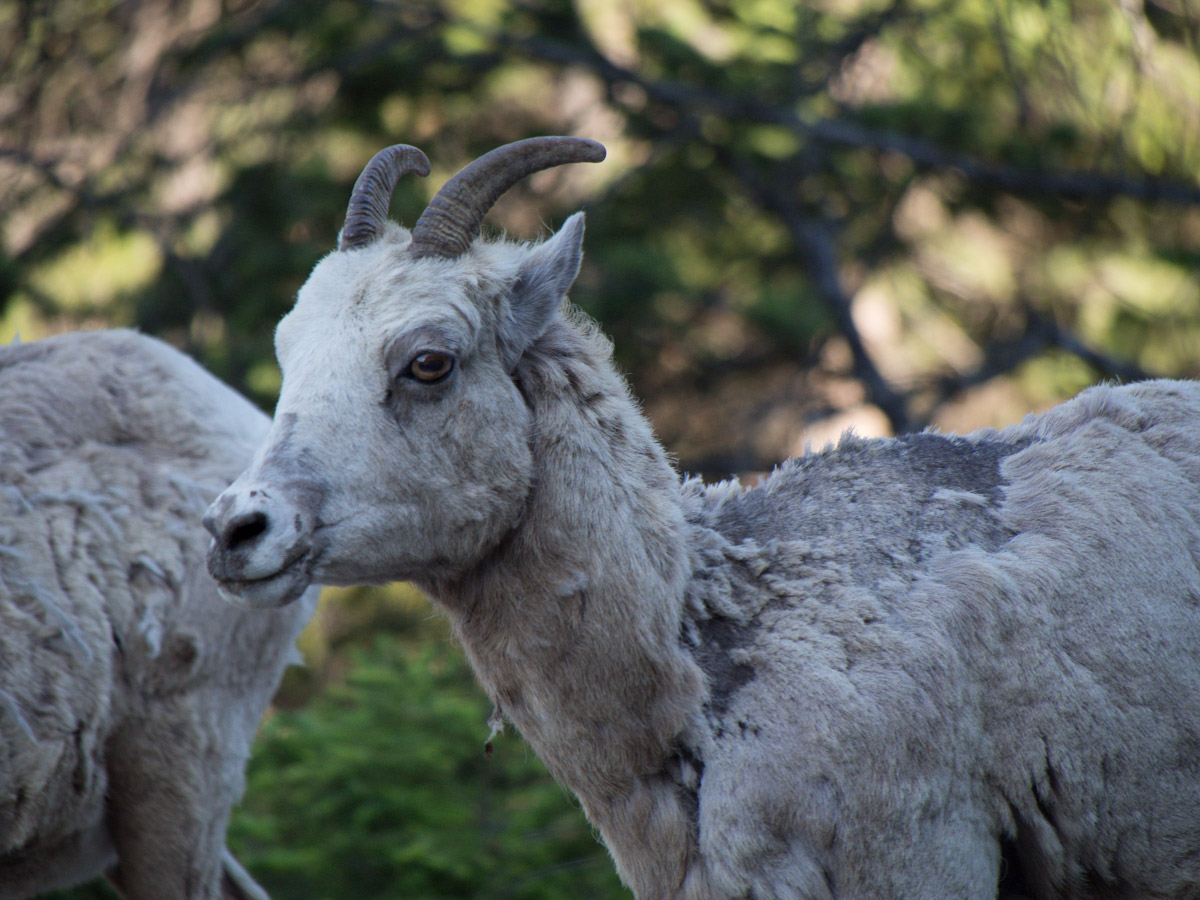 Big Horn Sheep