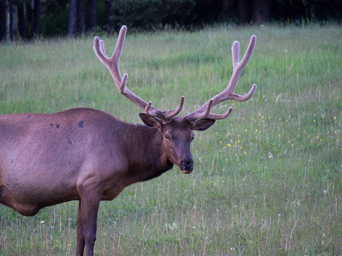 Elk