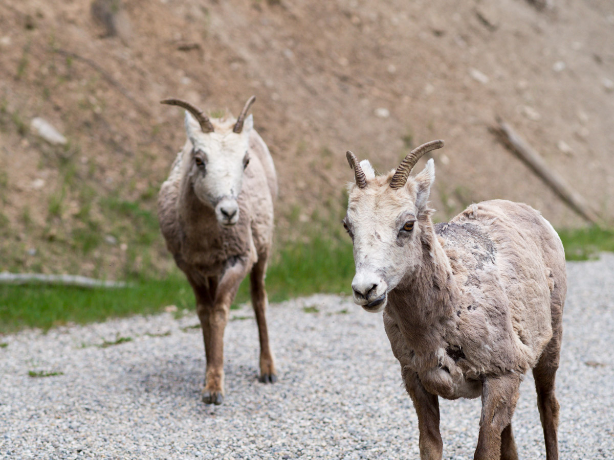 Big Horn Sheep